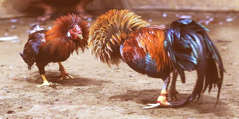 Mẹo đánh rồng hổ - Hướng dẫn từ A đến Z để thành công 8 Thomo - Thiên đường gà đá tại Việt Nam
