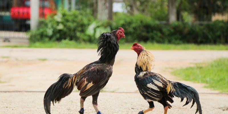 Mẹo đánh rồng hổ - Hướng dẫn từ A đến Z để thành công 11 Lợi ích của việc dựa vào màu mạng gà đá
